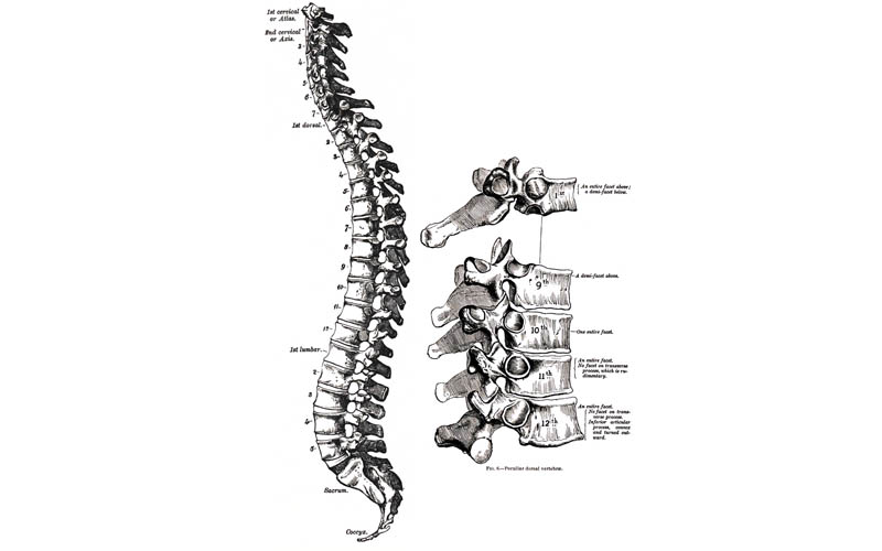 Spine from Gray's Anatomy