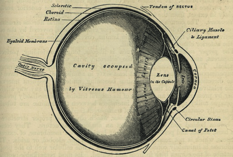 Eyeball from Grays Anatomy