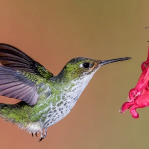 Developing Inner Composure #3