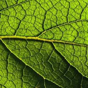 Developing Inner Composure #7: Breath!